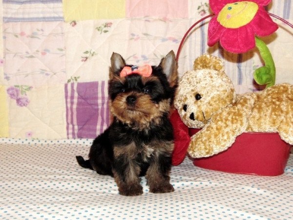 Yorkshire Terrier, Yorki