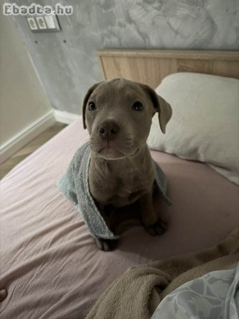 bull and terrier tipusú kiskutyák eladók