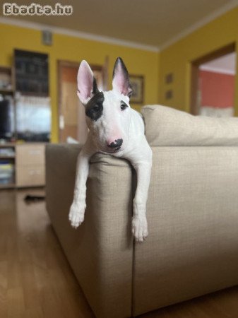 Bullterrier kölyök eladó