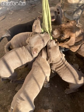 bull and terrier tipusú kiskutyák eladók