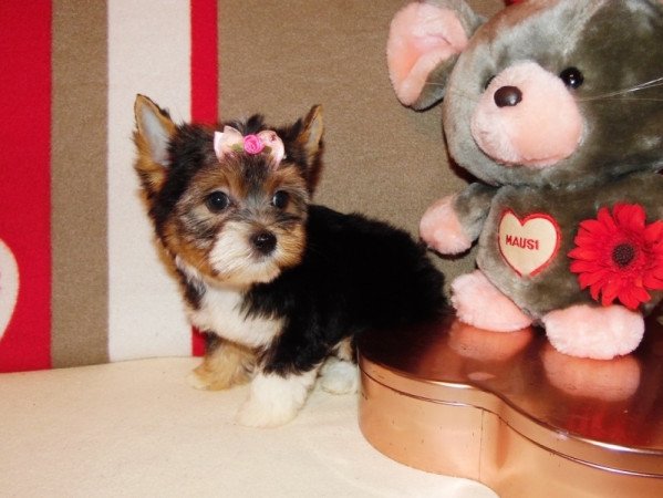 Biewer Yorkshire Terrier Yorki
