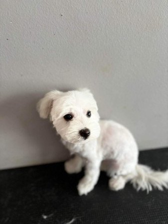 Bichon havanese