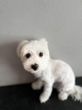 Bichon havanese