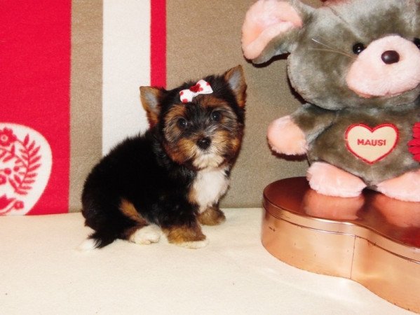 Biewer Yorkshire Terrier Yorki
