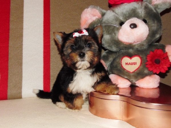 Biewer Yorkshire Terrier Yorki