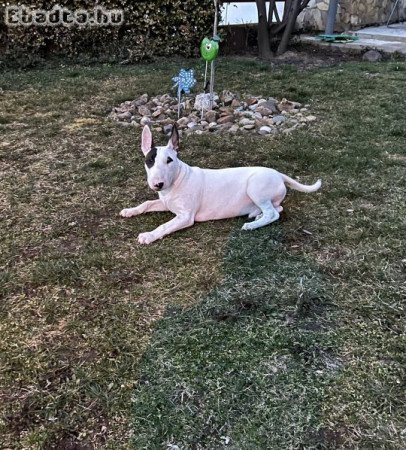 Bullterrier kölyök eladó