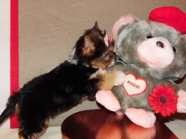 Biewer Yorkshire Terrier Yorki