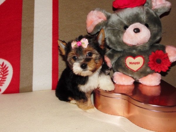 Biewer Yorkshire Terrier Yorki