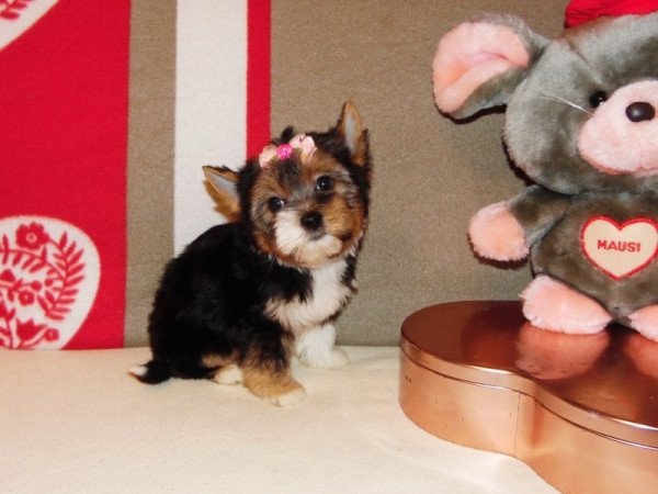 Biewer Yorkshire Terrier Yorki