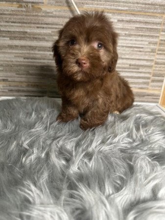 Bichon Havanese