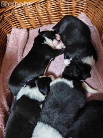 Border collie kiskutyák