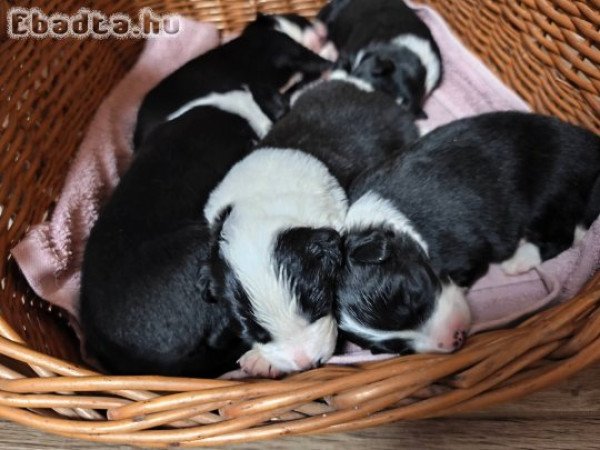 Border collie kiskutyák