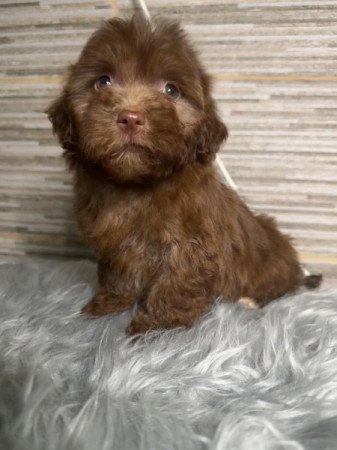 Bichon Havanese