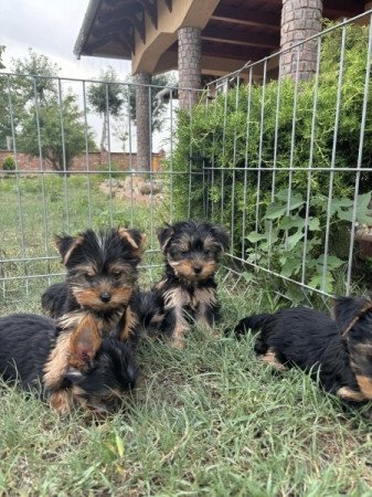 Yorkshire terrier