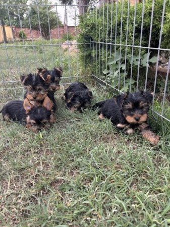 Yorkshire terrier