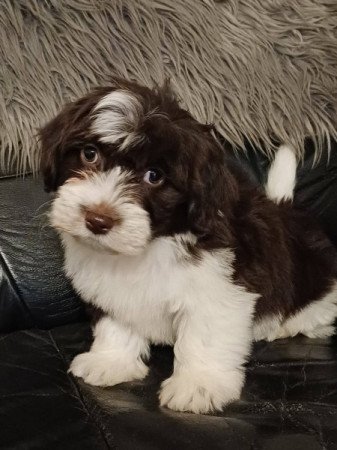 bichon havanese
