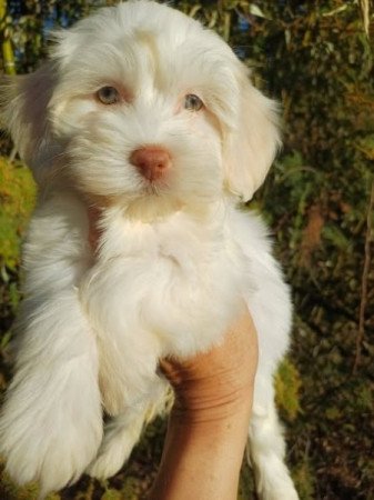 bichon havanese