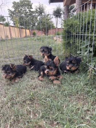 Yorkshire terrier