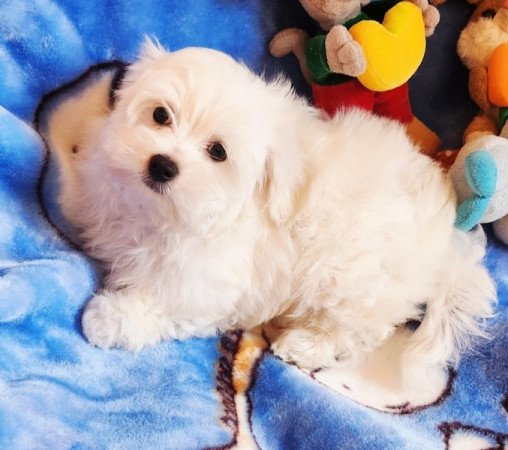 Bichon Havanese