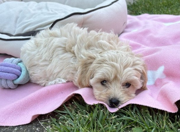 Maltipoo