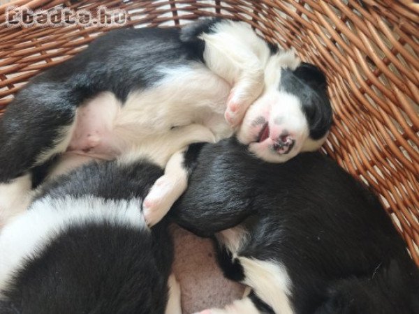 Border collie kiskutyák
