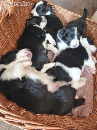 Border collie kiskutyák