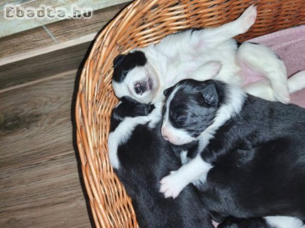Border collie kiskutyák
