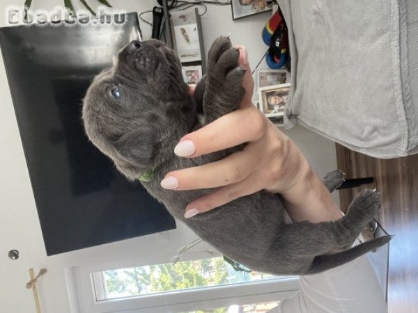 Cane corso szuka