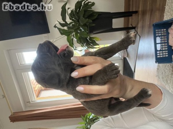 Cane corso szuka