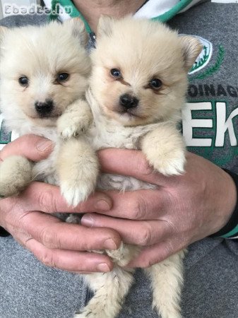 Eladók, foglalhatók Spicc, Spitz kiskutyák!