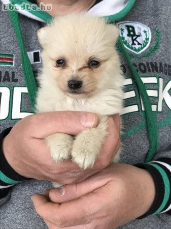 Eladók, foglalhatók Spicc, Spitz kiskutyák!