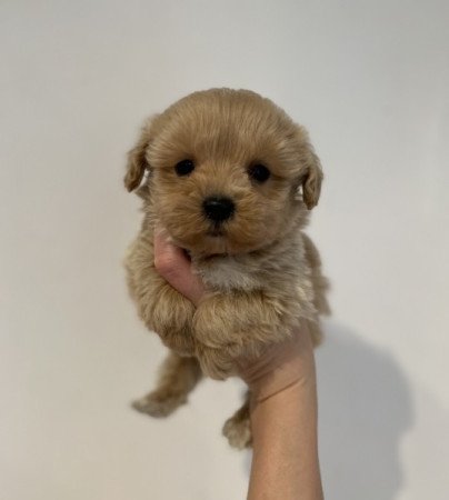 Maltipoo toy uszkar maltai selyem