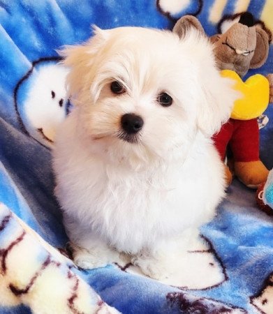 Bichon Havanese