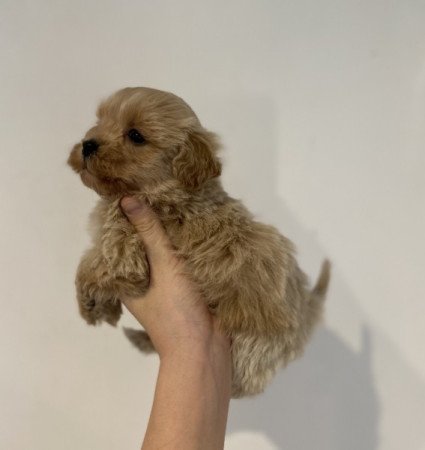 Maltipoo toy uszkar maltai selyem