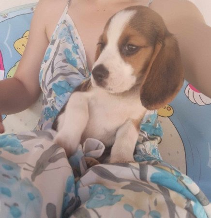 Mini Beagle