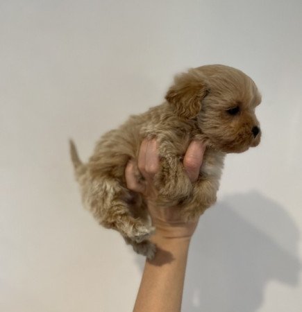 Maltipoo toy uszkar maltai selyem