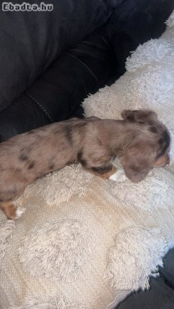 Dachshund