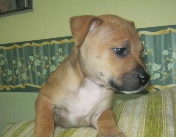 Staffordshire terrier