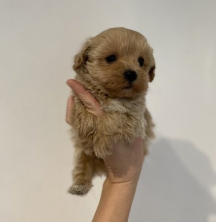 Maltipoo toy uszkar maltai selyem