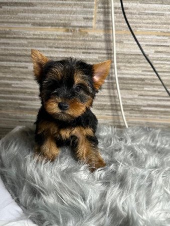 Yorkshire terrier