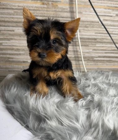 Yorkshire terrier