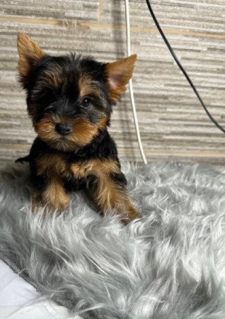 Yorkshire terrier