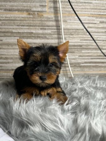 Yorkshire terrier