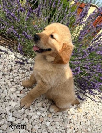 Golden Retriever