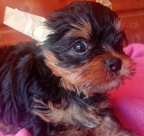 Yorkshire terrier