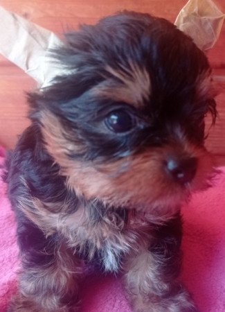 Yorkshire terrier