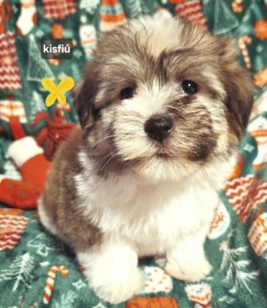 Bichon havanese
