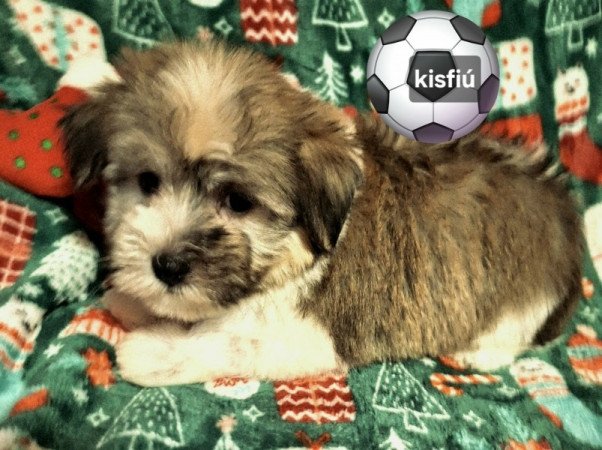 Bichon havanese