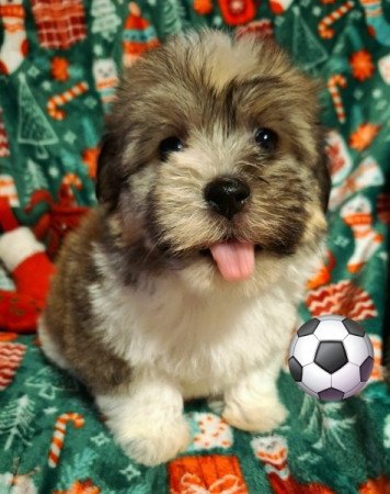 Bichon havanese