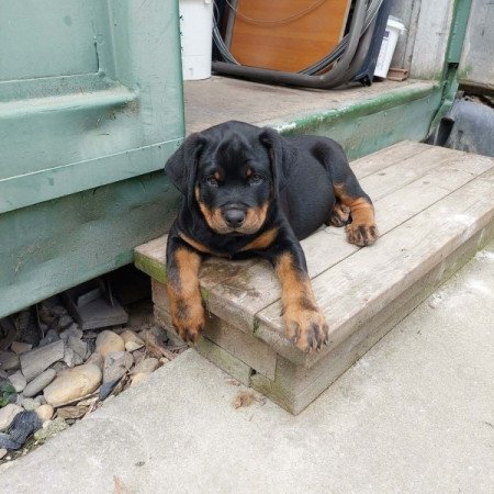 Rottweiler